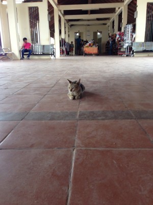 kitten in Big Cement Visitor Center